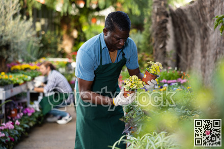 African American male florist working in garden store, checking potted white flowers