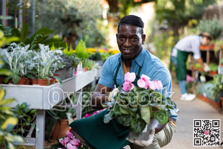 African american seller offering pink blooming cyclamen in pot