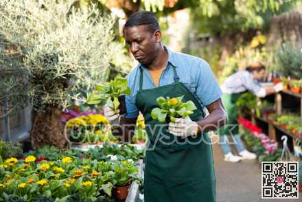 African american floriculturist arranging pots with blooming calendula