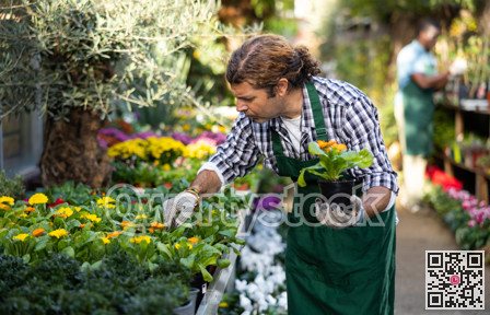 European man gardener attentively inspects calendula in pots