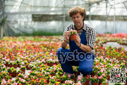 Male florist tending begonia flowers in greenhouse