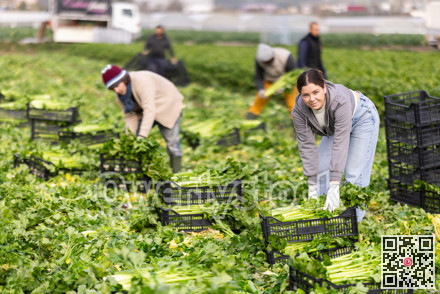 Hired girl worker with team in field harvesting celery.