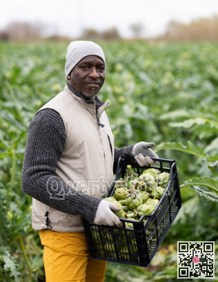 African man works in field, harvesting picking artichokes.