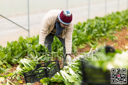 Middle-aged man harvesting chard in greenhouse