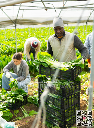 Male farmer harvests natural celery in farmer field