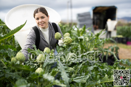 Positive young woman harvesting artichoke on agricultural field