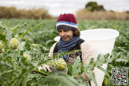 Middle-aged man harvesting artichoke on agricultural field