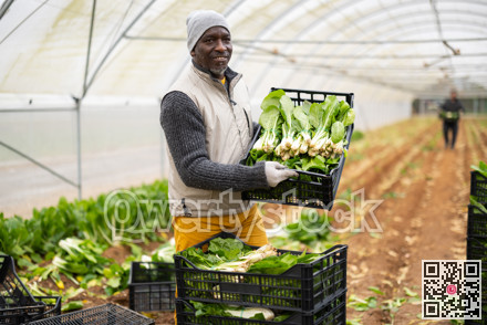 Hired African man worker with team in greenhouse harvesting chard