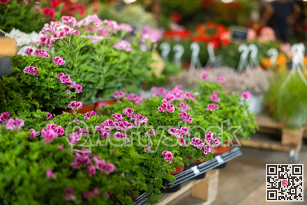 Stocks of plants in large greenhouse, and wholesale warehouse sells flowering geranium plants.