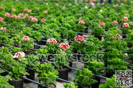 Blooming Geranium plants in in greenhouse in springtime