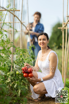 Adult woman with tomato harvest in cottage garden