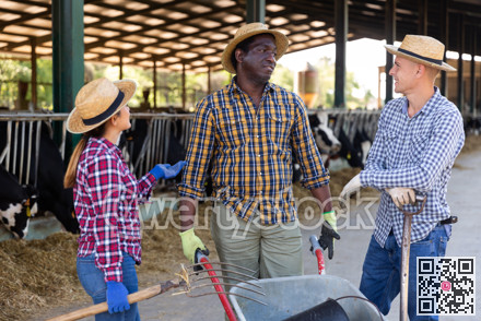 Multiracial group of farmers talking at cowshed