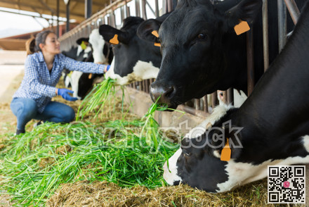 Cows eating grass and hay at farm