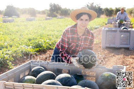 Woman harvesting watermelons on fruit farm