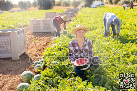 Woman posing in field with watermelons crop