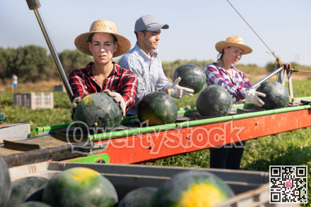 Team of professional farmers working on modern harvesting platform on field, picking watermelons