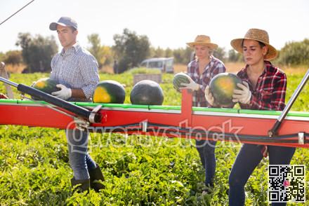 Plantation workers sorting ripe watermelons on outdoor conveyor