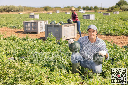 Man gathering ripe watermelons on plantation
