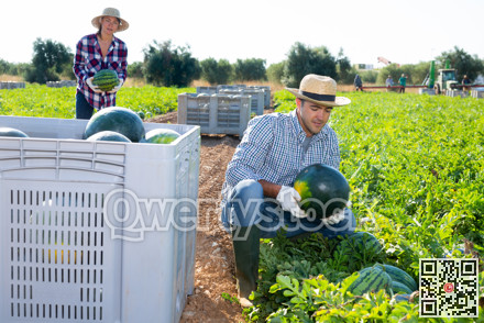 Male worker gathering ripe watermelons in field