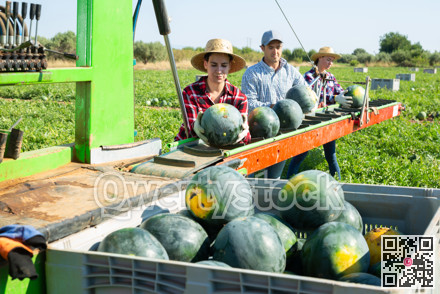 Three workers sorting fresh watermelons at outdoor conveyor