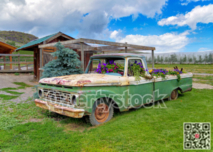 Orchard farm with old rusty truck serving as a decorative flowerbed