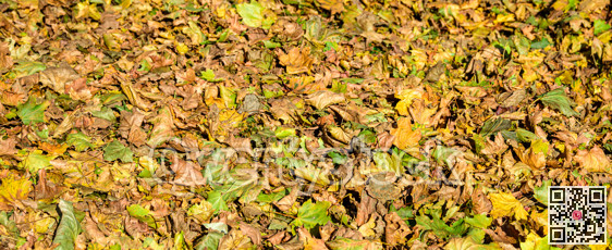 Colorful maple leaves laying on the ground, lighted with the sunlight