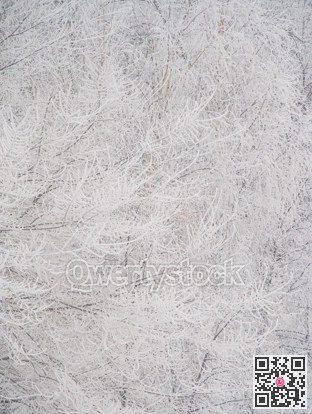 Trees on a winter season covered with frost. Abstract image
