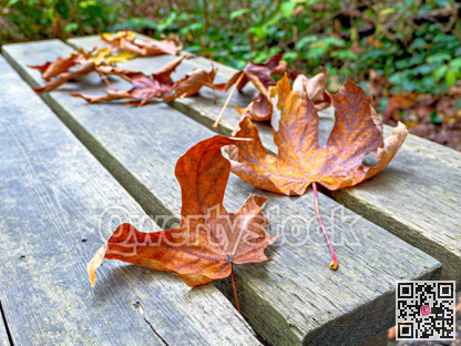 Dried brown leave on a wooden bench in a park