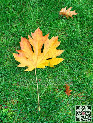 Bright yellow maple and oak leaves on green grass background