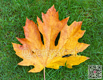 Bright yellow maple leaf on green grass background