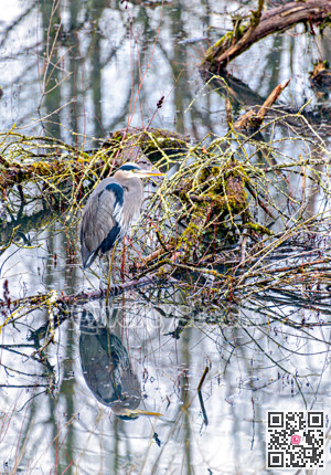 Grey heron on a swamp area of a park in British Columbia