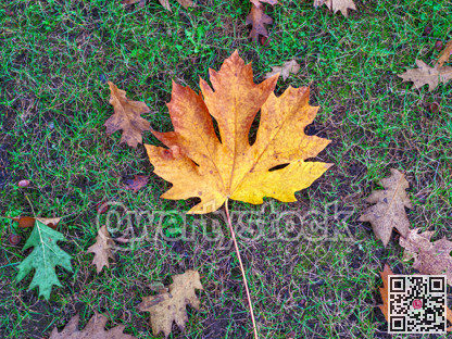Bright yellow maple leaf and dried oak leaves laying on the ground