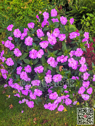 Bush of pink blossoming flowers on green leaves background