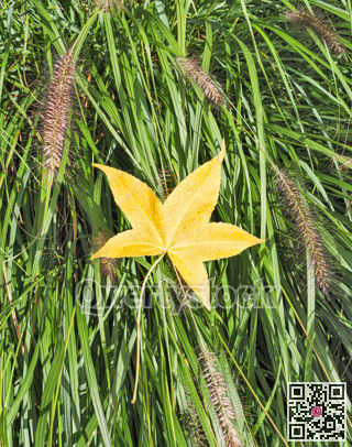 Bright yellow maple leaf on green grass background