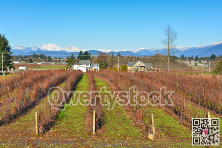 Blueberry farm on winter season in the Fraser valley
