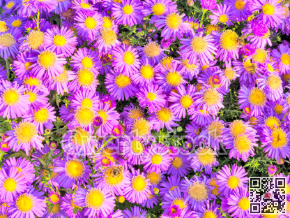 Blossoming flowers of magenta chamomile on green leaves background