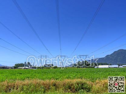 High voltage power lines going over farmer's corn field in Fraser valley