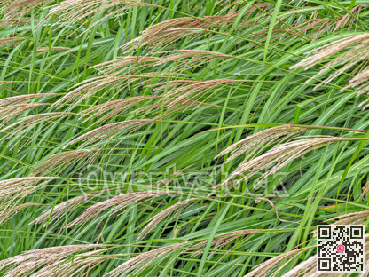Natural growing green grass with panicles of seeds. Texture background