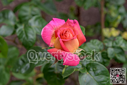 Marcescent scarlet roses on green leaves background. Close up image of the flower