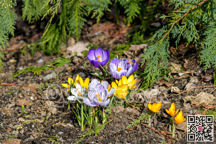 White, yellow, and blue crocus flowers blossoming on early spring day