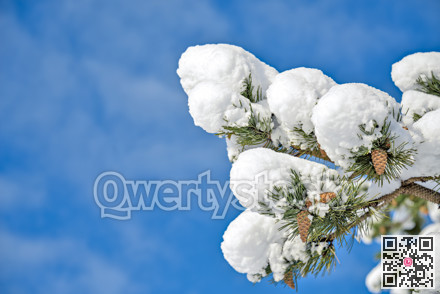 Pine tree branches and cones in snow on blue sky background