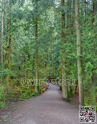 Hiking trail through a forest park on a cool summer day