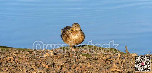 Brown duck is basking in the sun on a lake shore