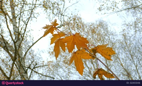 A maple branch with yellow leaves video 3240346