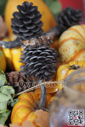 Decorative autumn display with pumpkins and pine cones photo 3245833